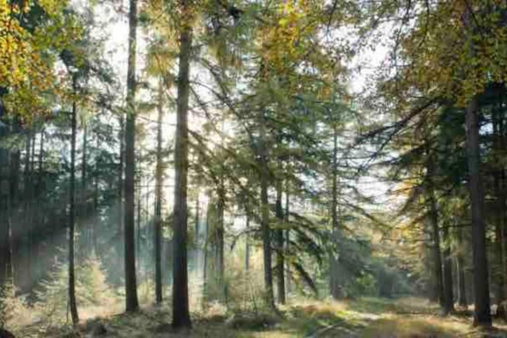 Chalet Midden In De Natuur! Anloo Exteriér fotografie
